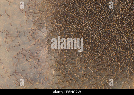 Un pool di ristagno che si stava asciugando fino in clima caldo sul bordo di salmastra vicino a Jenny Brown's punto, Silverdale, Morecambe Bay pullula di Mosquito Foto Stock