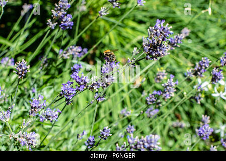 Raduno di ape sul fiore lavanda Foto Stock