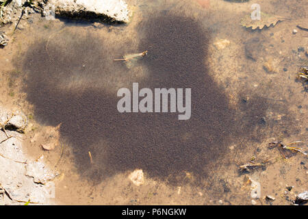 Un pool di ristagno che si stava asciugando fino in clima caldo sul bordo di salmastra vicino a Jenny Brown's punto, Silverdale, Morecambe Bay pullula di Mosquito Foto Stock