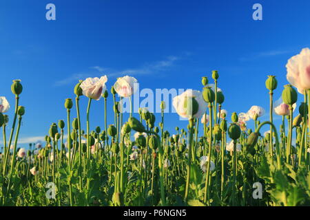 Dettaglio della fioritura di papavero da oppio in latino Papaver somniferum, campo di papavero Foto Stock