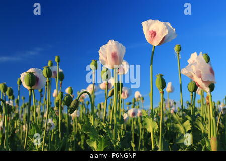 Dettaglio della fioritura di papavero da oppio in latino Papaver somniferum, campo di papavero Foto Stock