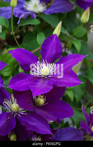 La clematide "Chevalier' Fiori. Foto Stock