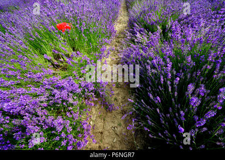 Papavero rosso in un campo di lavanda in fiore, nei pressi del villaggio di Sale San Giovanni nelle Langhe in provincia di Cuneo, Piemonte, a nord-ovest dell'Italia. Foto Stock