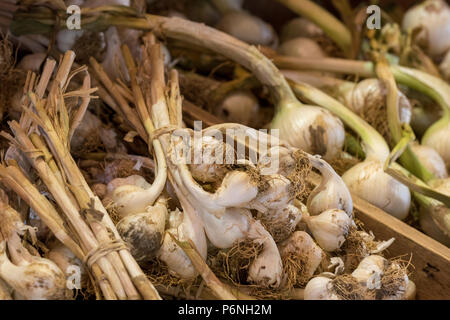 Fresco di aglio bagnato, la fattoria garkic, newchurch, Isle of Wight, Inghilterra, Regno Unito. Foto Stock