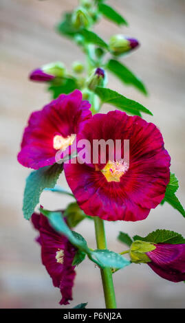 Color Borgogna Hollyhock (Alcea rosea) di fiori in piena fioritura durante l estate in un giardino in Inghilterra, Regno Unito Foto Stock