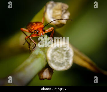 Comune soldato rosso beetle insetto Foto Stock