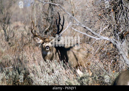 Un selvaggio Mule Deer orologi pronto a difendere il suo compagno nel bosco del Wyoming Foto Stock