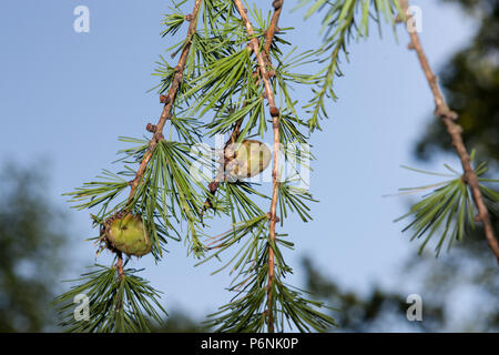 Larice siberiano, Sibirisk lärk (Larix sibirica) Foto Stock