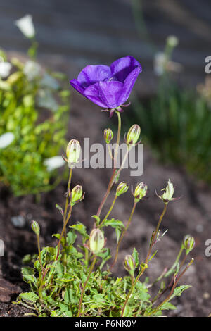 'Blue Clip, Blaue Clips' harebell dei Carpazi, Karpaterklocka (Campanula carpatica) Foto Stock