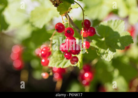 "Jonkheer van Tets' ribes, Röd vinbär (Ribes rubrum) Foto Stock