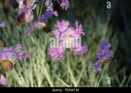 Grande Rosa, Praktnejlika (Dianthus superbus) Foto Stock