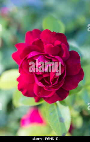 "LD Braithwaite, Auscrim' rosa inglese, Engelsk ros (rosa) Foto Stock