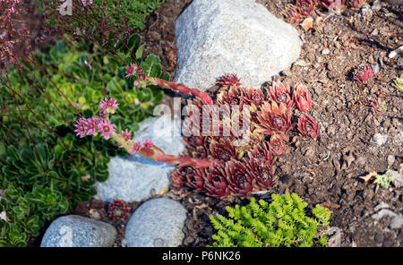 Casa comune-porro, Taklök (Sempervivum Copernicia) Foto Stock