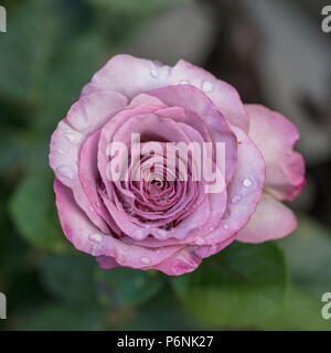 "Valzer tempo' Hybrid Tea Rose, Tehybridros (rosa) Foto Stock