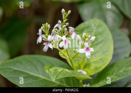 Yellow-Vein Eranthemum, Nätmarmorbuske (Pseuderanthemum reticulatum) Foto Stock