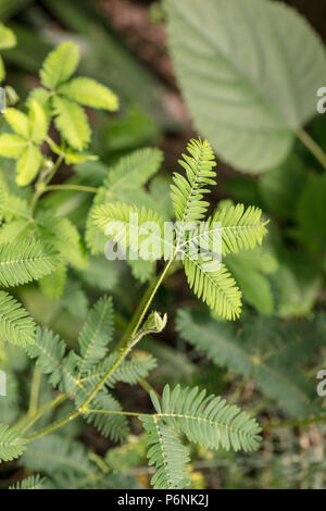 Impianto sensibili, Sensitiva (Mimosa pudica) Foto Stock