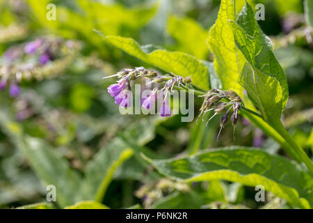 Comfrey comune, Äkta vallört (Symphytum officinale) Foto Stock