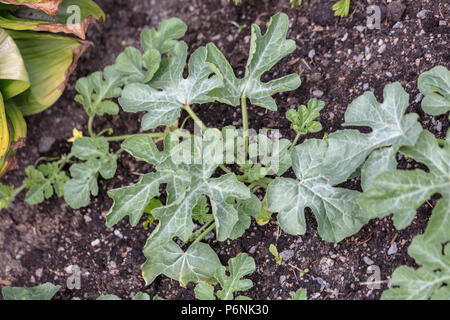 Bitter apple, Kolokvint (Citrullus colocynthis) Foto Stock