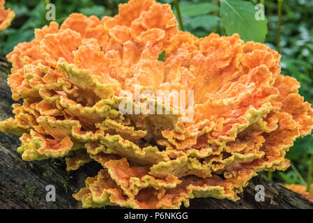 Vivacemente colorato pollo del bosco fungo commestibile delicatezza nella famiglia di funghi. Foto Stock