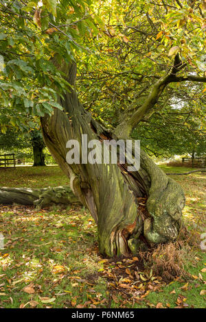 Twisted trunk a spirale di un vecchio Castagno (Castanea sativa), Glenfield Lodge Park, Leicestershire, England, Regno Unito Foto Stock