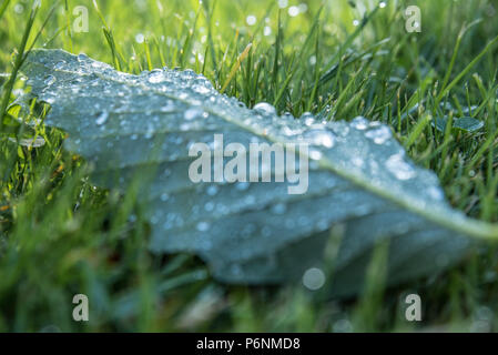 Rugiada di mattina su una foglia. Foto Stock