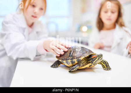 Gli alunni di scuola elementare insegnamento a guardare una tartaruga Foto Stock