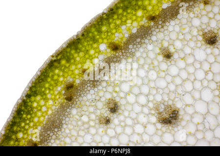 Vista microscopica del barbuto (iris Iris germanica x) impianto stelo di sezione trasversale. Illuminazione a campo chiaro. Foto Stock