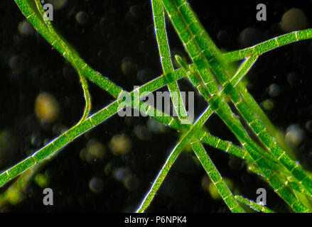 Vista microscopico di alghe verdi piante. Illuminazione a campo oscuro. Foto Stock