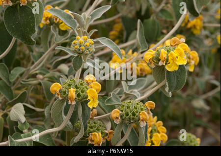 Macchia mediterranea con bold grigio Gerusalemme foglie di salvia Phlomis fruticosa, incappucciati di giallo luminoso le teste dei fiori sul fiotto sulla seconda fioritura dello stelo del cofano Foto Stock