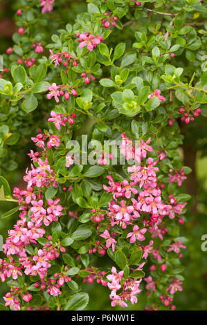 Frondose come apple blossom fiori di colore rosa, fiore di arbusto sempreverde Escallonia exoniensis Fradesii, Rosa Princess Escallonia Foto Stock