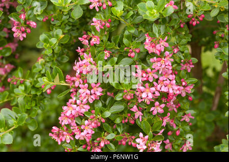 Frondose come apple blossom fiori di colore rosa, fiore di arbusto sempreverde Escallonia exoniensis Fradesii, Rosa Princess Escallonia Foto Stock