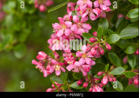 Frondose come apple blossom fiori di colore rosa, fiore di arbusto sempreverde Escallonia exoniensis Fradesii, Rosa Princess Escallonia Foto Stock