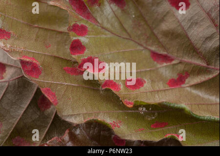 Assomiglia a ruggine o virus, Eriophyes nervisequus fagineus, Faggio erinum gall acaro, sul lato inferiore di rame e viola faggio foglie, patch di velluto Foto Stock