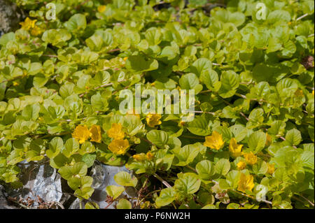 Lysimachia nummularia, striscianti jenny, due varianti leggermente diverse rispetto a causa di intensità luminosa e contenuto del suolo, uno con altri scuro con luce golden Foto Stock