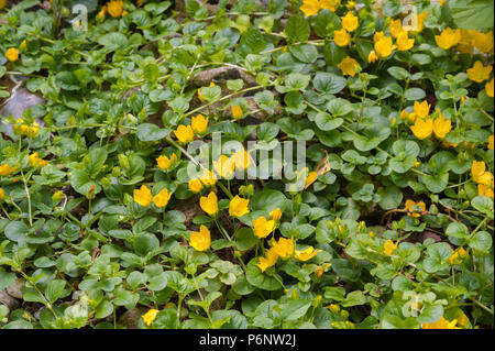 Lysimachia nummularia, striscianti jenny, due varianti leggermente diverse rispetto a causa di intensità luminosa e contenuto del suolo, uno con altri scuro con luce golden Foto Stock