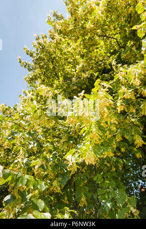 Sticky comuni di tiglio, Tilia x europaea, fiori di attrarre gli insetti, mimetizzata contro foglie, ibrido tra T.cordata x T.platyphyllos Foto Stock