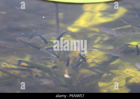 Una secca di giovani Pesce persico Foto Stock