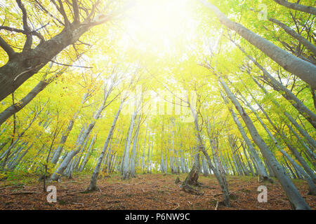 Foresta di faggio illuminata dal colore giallo brillante luce del sole. Basso e ampio angolo di visualizzazione della videocamera Foto Stock