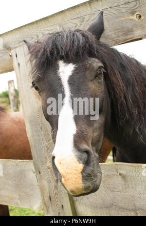 Triste cavallo dietro il recinto in azienda Foto Stock