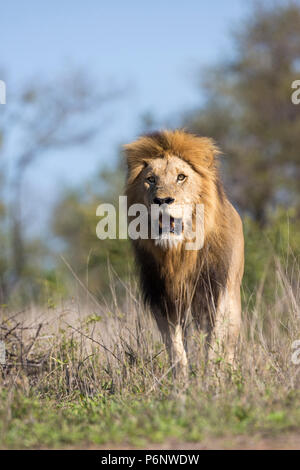 Basso angolo di vista di testa di un maschio adulto lion (Panthera leo) con un grande nero mane a piedi Foto Stock