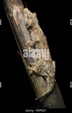 Kinabalu battenti gecko rhacophorus Ptychozoon Foto Stock