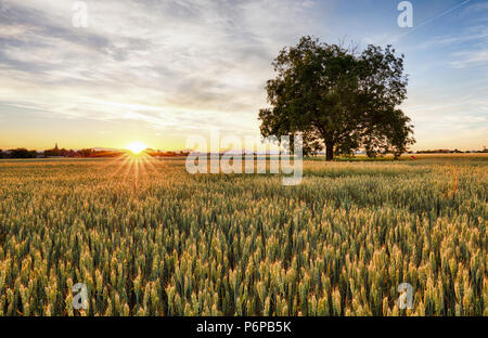 Campo di grano con albero al tramonto Foto Stock