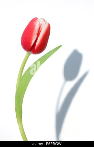Tulip isolato su bianco Foto Stock