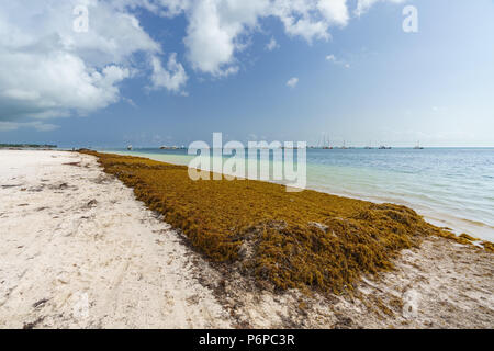Punta Cana, Repubblica Dominicana - 17 Giugno 2018: sargassum alghe sul beaytiful ocean beach in Bavaro e Punta Cana e il risultato del riscaldamento globale del cambiamento climatico. Foto Stock