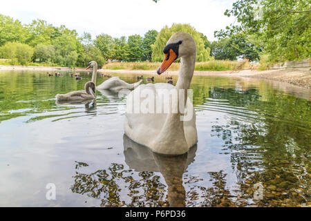 Una famiglia di Cigni 'Cygnus olor' in una città piscina, England, Regno Unito Foto Stock