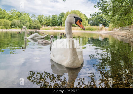 Una famiglia di Cigni 'Cygnus olor' in una città piscina, England, Regno Unito Foto Stock