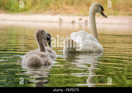 Una famiglia di Cigni 'Cygnus olor' in una città piscina, England, Regno Unito Foto Stock
