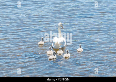 Cigno - Cygnus olor - penna (femmina) e cygnets (neonati) Foto Stock