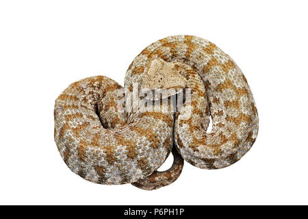 Becchi smussato viper isolate su sfondo bianco ( Vipera schweizeri lebetina ), il serpente più rare in Europa Foto Stock