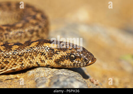Giavellotto sabbia boa vicino, Ritratto di giovane snake ( Eryx jaculus ) Foto Stock